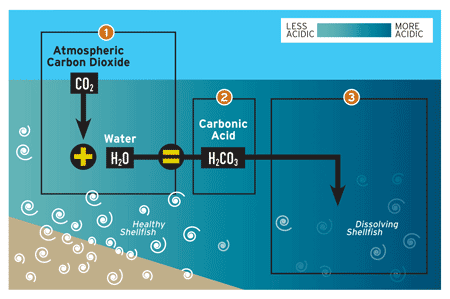 Puget Sound Ocean Acidification in Environmental News Again