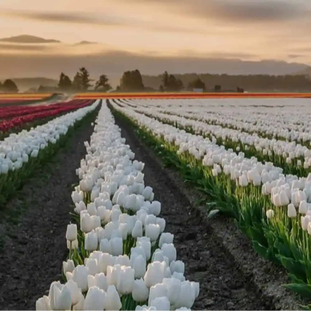 Rows of colorful tulips at the Skagit Valley Tulip Festival in a field at dawn with misty mountains in the background.