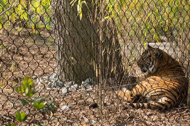 Woodland Park Zoo Opens Revamped Exhibit with Three New Tigers