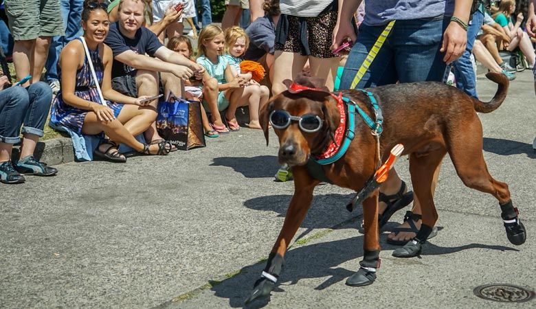 Four Reasons to Bring Your Dog to the Fremont Fair