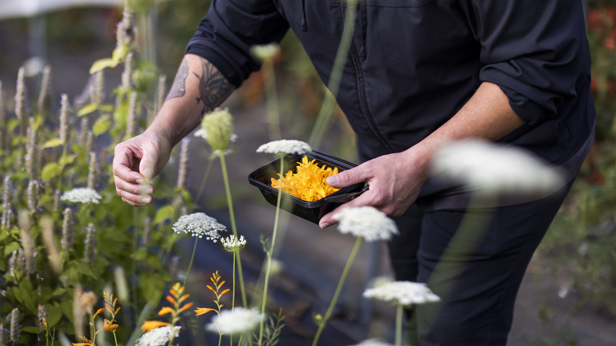 A person in a black shirt and jeans holding a black tray of freshly harvested orange carrots in a lush garden during farm renewal.