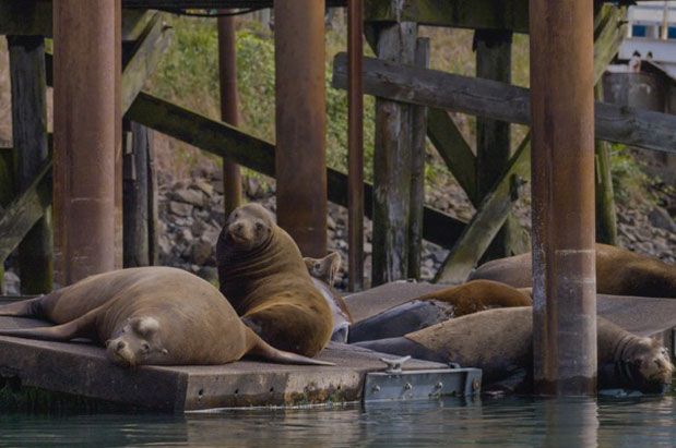 Go See (and Hear!) Newport’s Sea Lions