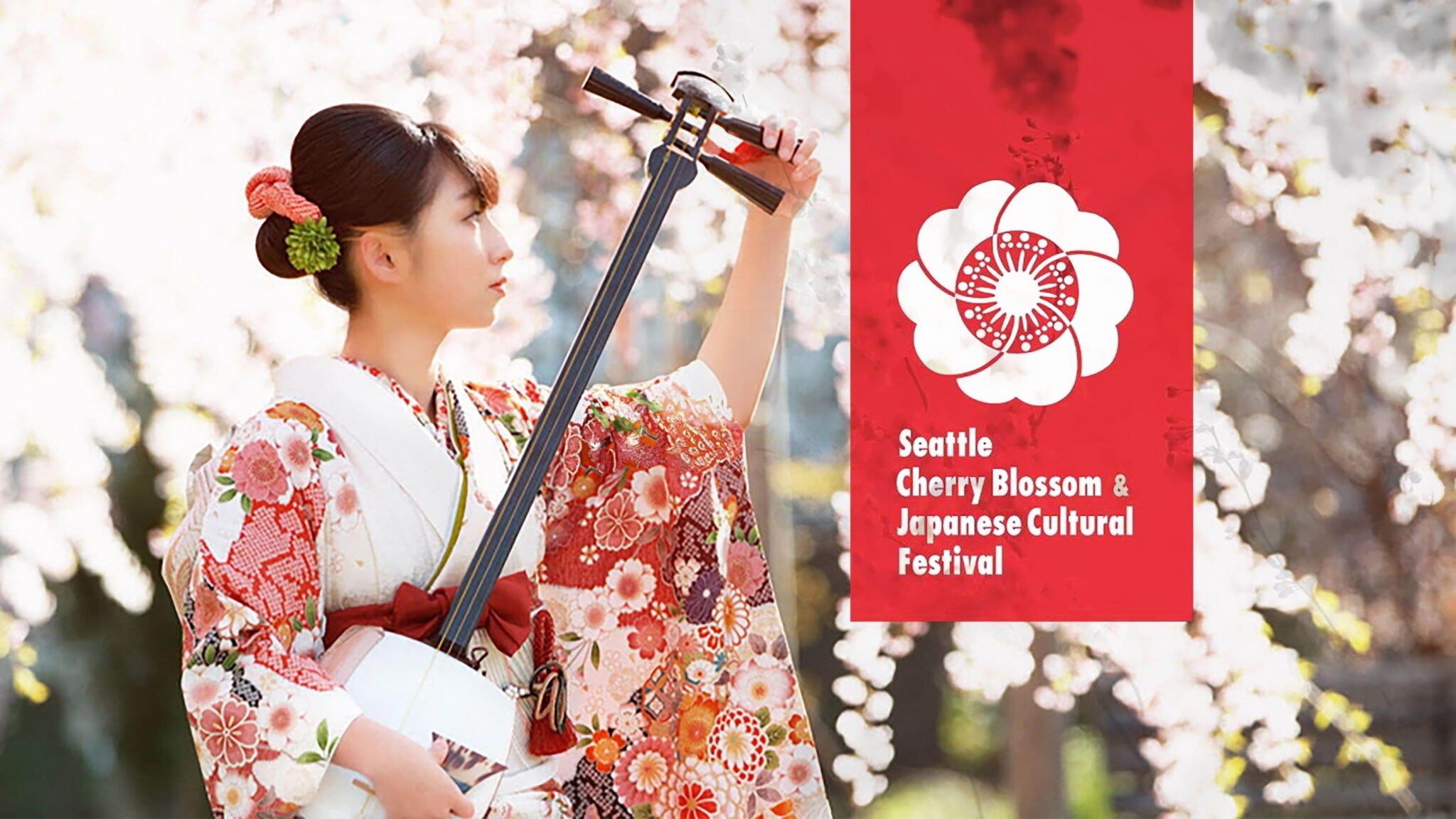 Woman in traditional Japanese attire playing the shamisen at the Seattle Cherry Blossom & Japanese Cultural Festival.