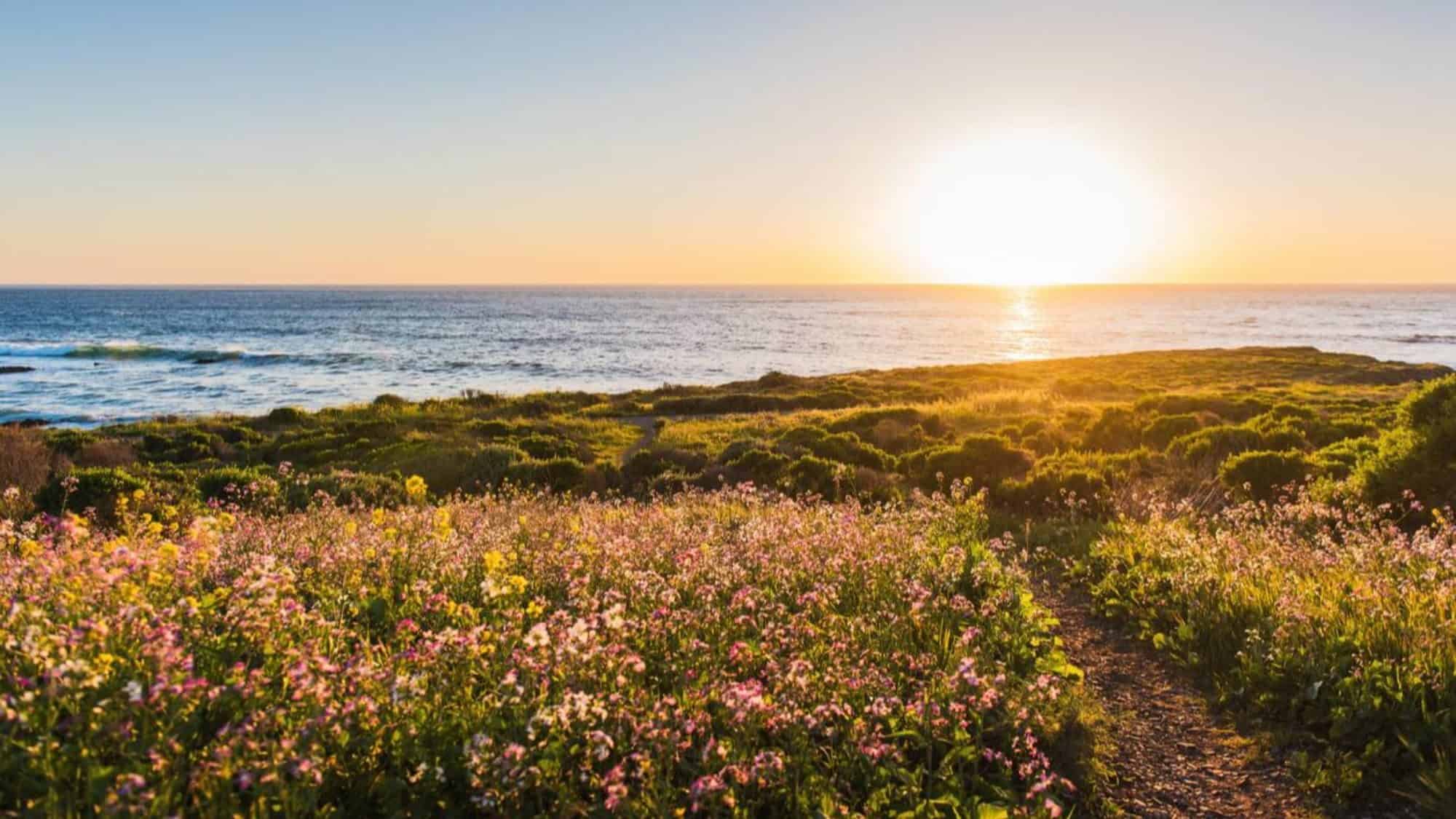 Sunset over an ocean viewed from a field of vibrant wildflowers in a California destination, with a footpath leading towards the shore.