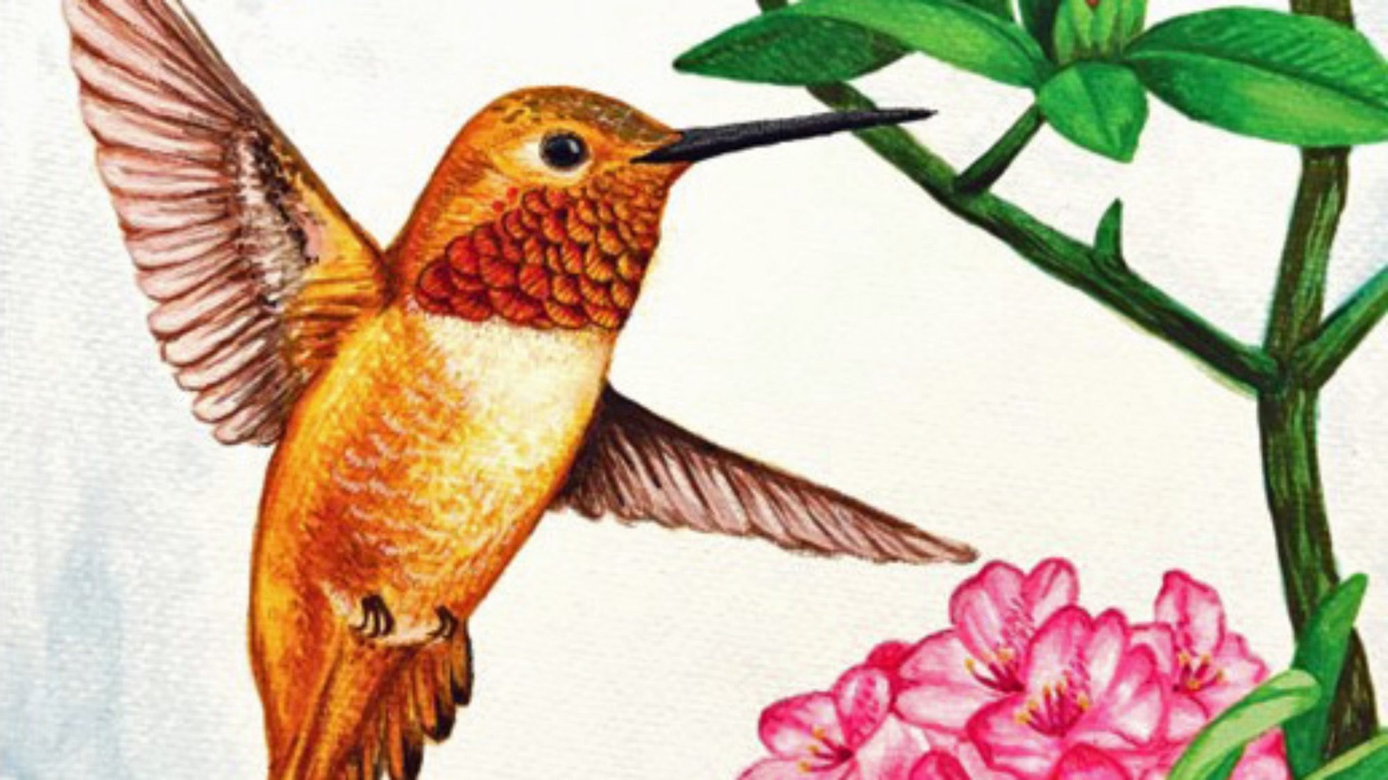 Illustration of a vibrant orange hummingbird in flight, hovering near pink flowers and green leaves, created for the Puget Sound Bird Fest.