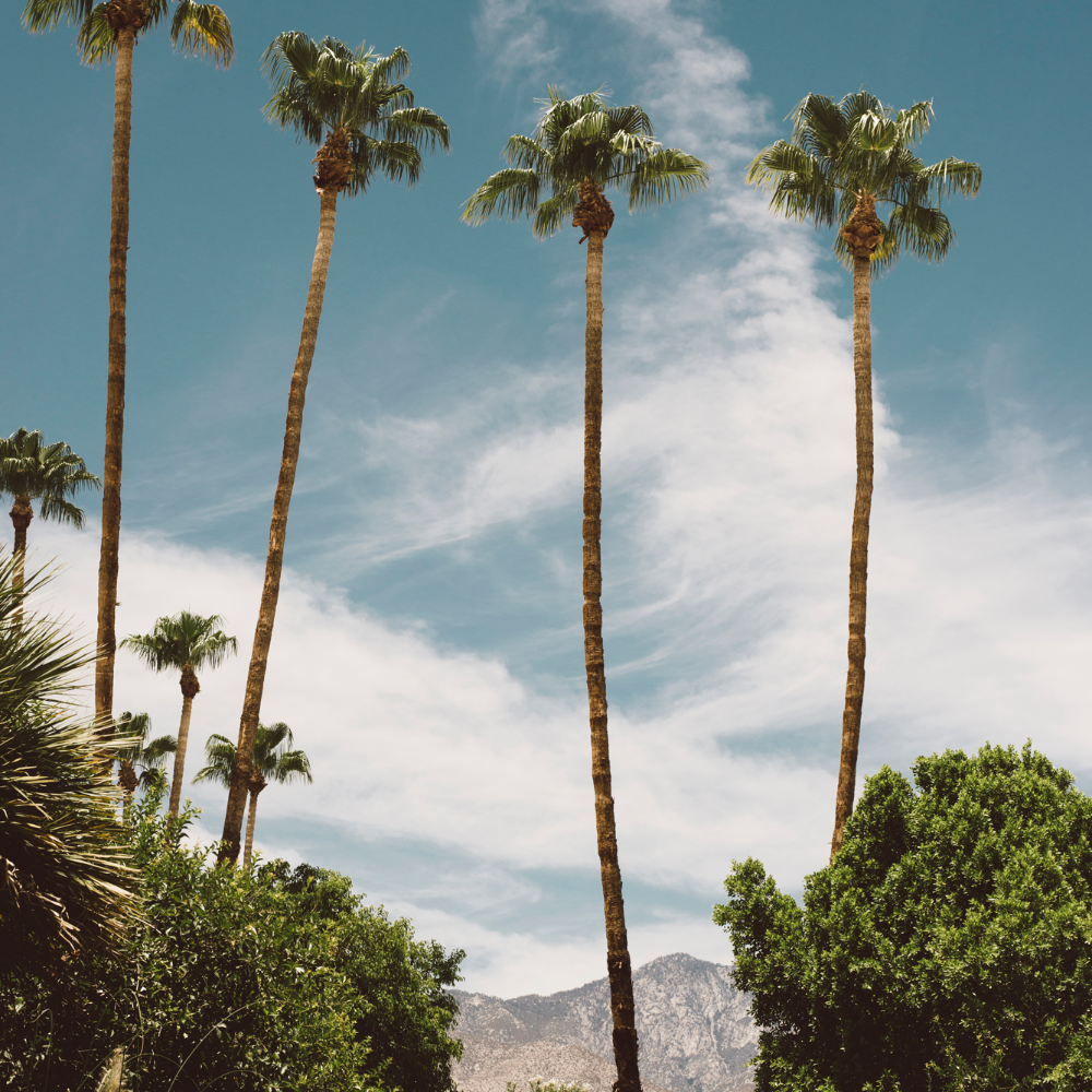 Palm Springs Top Destination for Seattleites