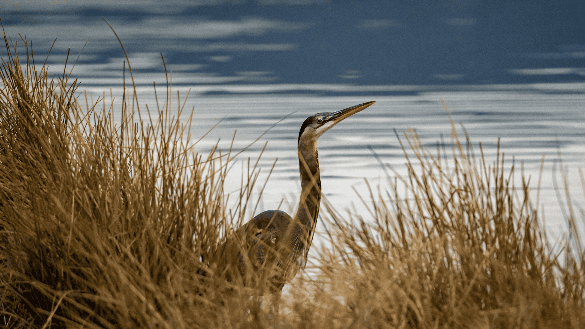 Great Blue Heron - Great Blue Heron Reserve_-cropped