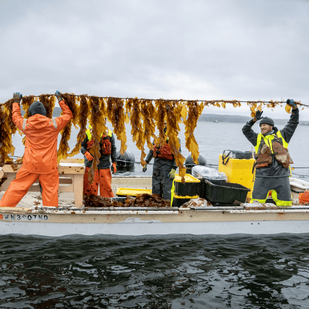 Sea to shining snack: Seattle's seaweed syndicate